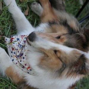 Cran Pup worn out ?