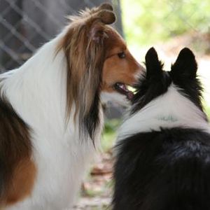 Snap and Newton telling secrets