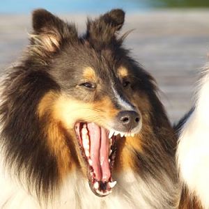 Yawn!  Nothing happening here?  Where are the mink?