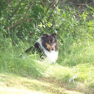 I just got caught rolling in goose poo!  I bad!