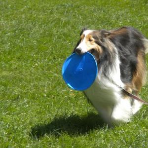 Run Bailey, run!