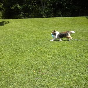 Bailey playing in the meadow