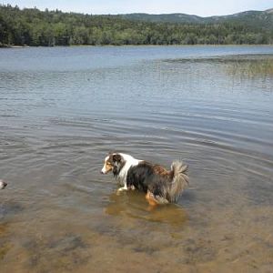 Bailey finds a friend to play with in the pond