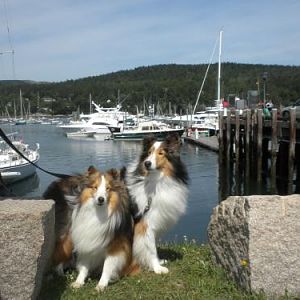 Watching the boats at Northeast Harbor.  We met a lady who owns shelties and had a nice long chat!
