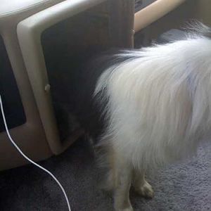 Is that a Sheltie growing out of the dashboard?