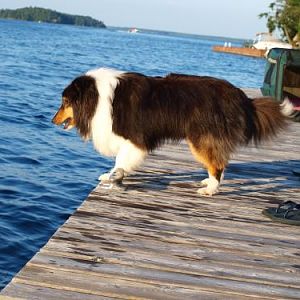 Barking...at mink?  at David swimming? at whatever???  That's my Indy