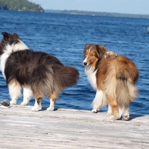 Mom!  Do you really have to get our fluffy butts on camera!?  Puhlease!