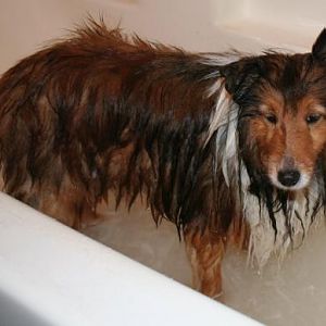 Wet Dog