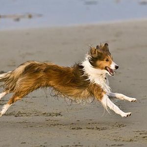 Airborne
