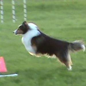 Jumping Justice