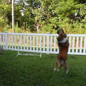 I have a horrible time snapping a good, non-blurry picture of her catching it!
