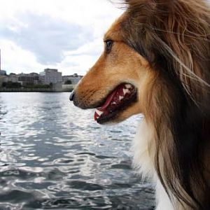 on the sailboat watching out for seals!