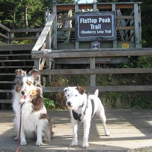 Sitting for pictures. Both pups were amazing. Dogs and people were walking by but they both stayed there until we got the shot we wanted.