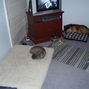 And Tully thinks she is the boss of the cat :) Yep, thats why the kitten gets the big bed and Tully sleeps on the cushion in the corner!