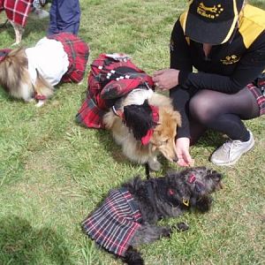 All dressed up for the fashion parade.  Beagle/Poodle cross puppy Pia in the front, Deska trying to steal her food and Tully refusing to move in her c