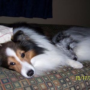 Justice and Ember watching me from the futon