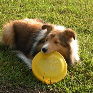 Lexi and one of her loves...the frisbee!