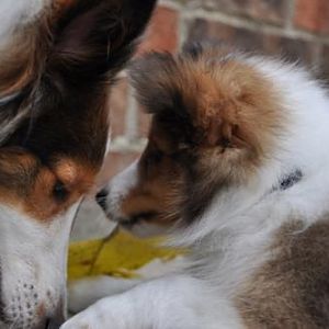 Bella and Dodger her new puppy