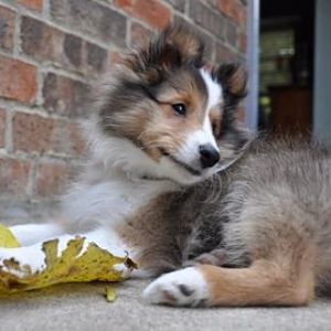 pretty boy