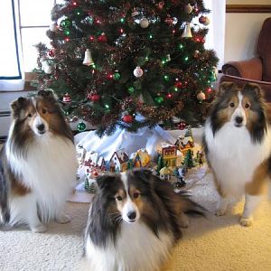 Barkley, Pixie and Checkers waiting for cookies from Santa