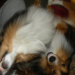 Sheltie smiles
