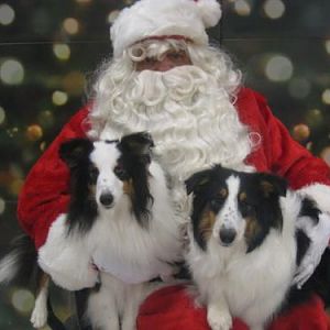 Merry Christmas from Pal and Maverick!  Pal will be a year old 12/12/2010 and Maverick is now 9 months old