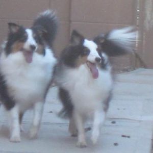 The size difference is not easy to spot until they are side by side, the younger one is now taller