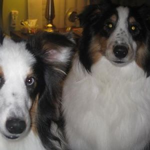 Pal and Maverick, mommy cannot stop taking pictures of us!