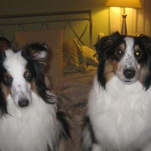 Pal and Maverick