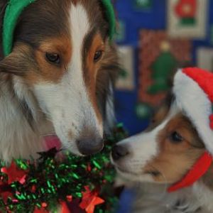 Bella telling Dodger in a sweet gentle way, "yep baby boy welcome to living with crazy mommy lady with a camera"