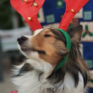 Bella says, "Ok I am gonna ham it up in this one cause i expect to be repaid twofold with Christmas loot."