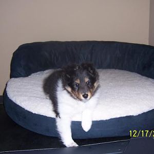 Diva at 8 wks