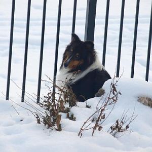 I'm waiting for the next victim to walk by the fence!