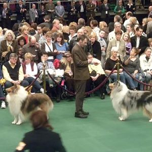 The collies in the ring