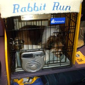 Annie resting in her crate
