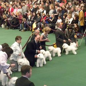 some cute pups, all lined up
