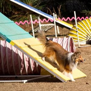 Lexi a-frame (2o2o)