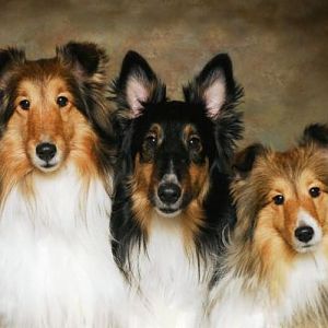 A Portrait of my Fur Kids
(left to right)
Sadie, Toby and Ginny