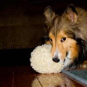 Bentley and HIS ball.

The only toy he truly loves!