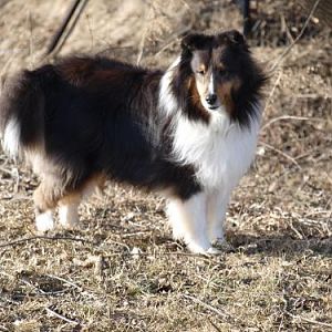 Indy is one gorgeous boy!
