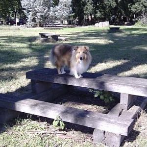 Our Road Trip - at Gundagai where the famous "Dog sat on the Tuckerbox" and the infamous Deska sat on the picnic tables.