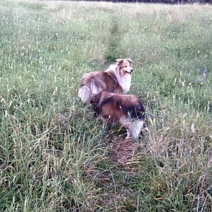 In the horse paddocks.  The pups are most annoyed because the grass has gotten so long they can't see the kangaroos anymore.  

This time last year