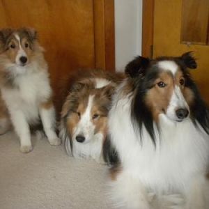 Lucy, Joey and Bailey.  Note the wary expressions of Joey and Bailey!