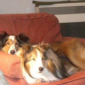 Bailey and Joey sharing the chair
