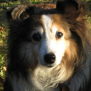 Whoever claims dogs have no souls have never looked into a sheltie's eyes.