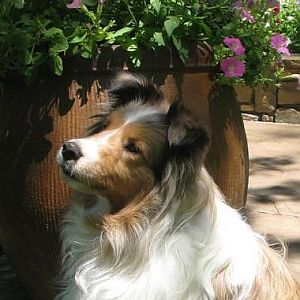 She looks so reflective--but she was just really watching the treat Dad had in his hand, lol!