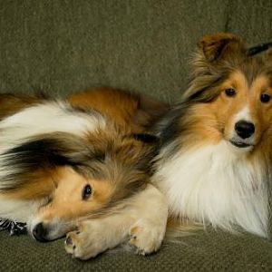 Bentley and Lexi