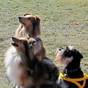 With their buddy Frank at Million Paws Walk Flyball Comp.  It was Frank's first ever comp.