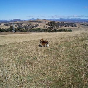 What's more perfect than a beautiful Canberra winter day?  

A sheltie on a hill watching her flock (of kangaroos)