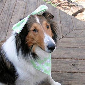 MeggieEasterBow2011